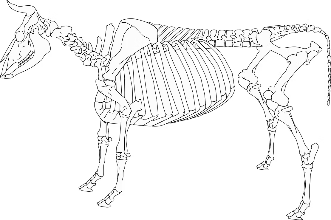 Illustration of a cattle skeleton