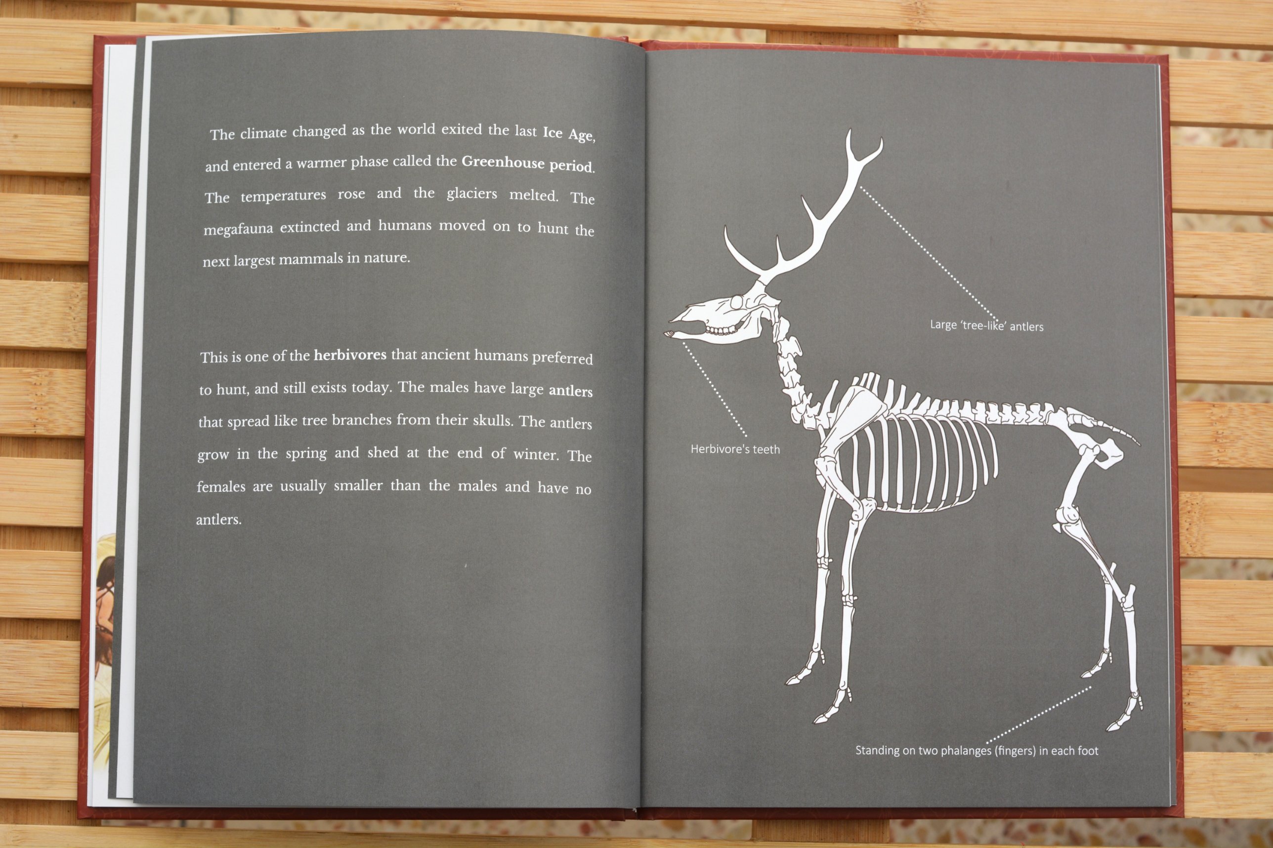Red deer skeleton diagram