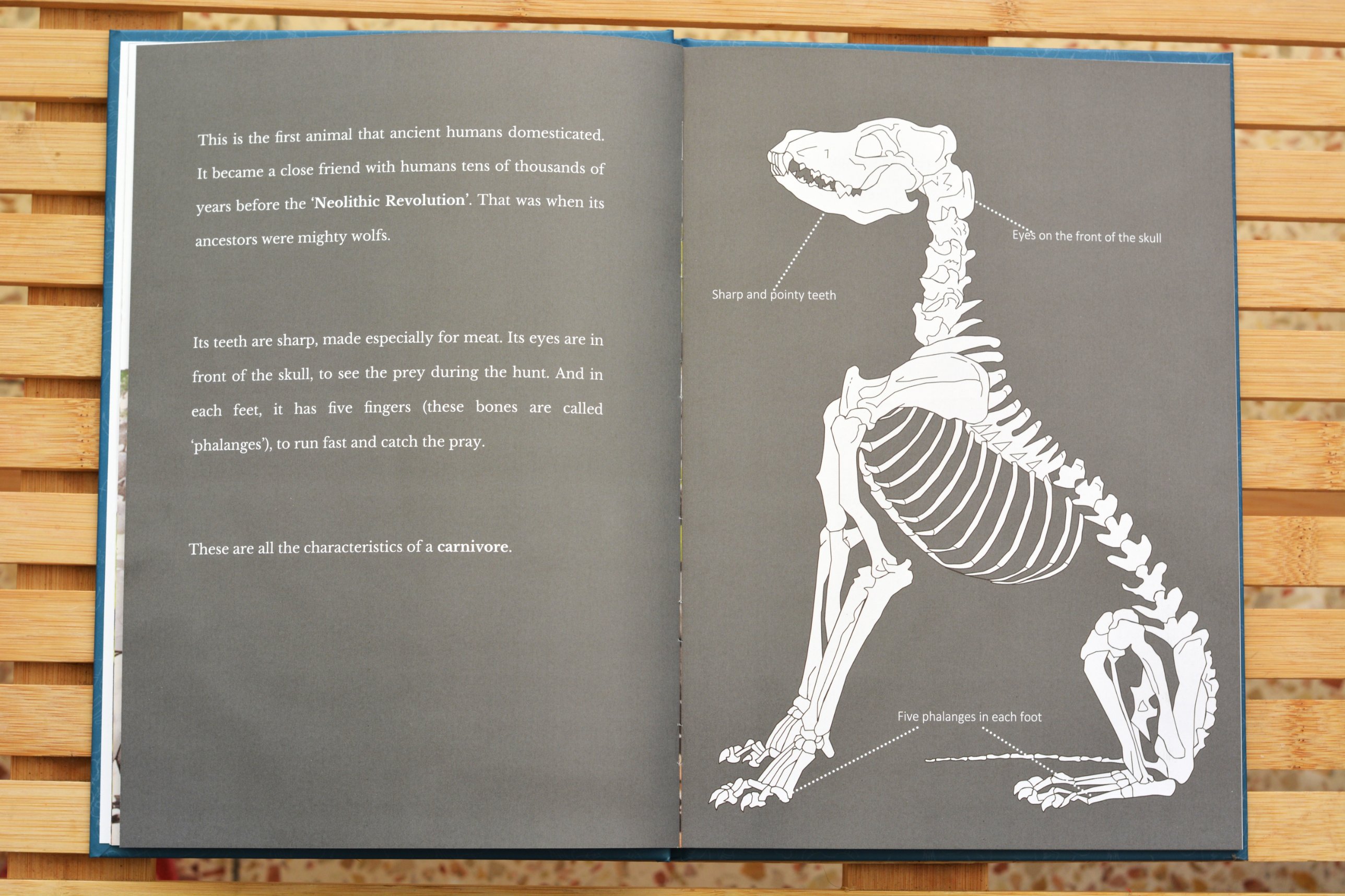 Dog skeleton diagram, a carnivore