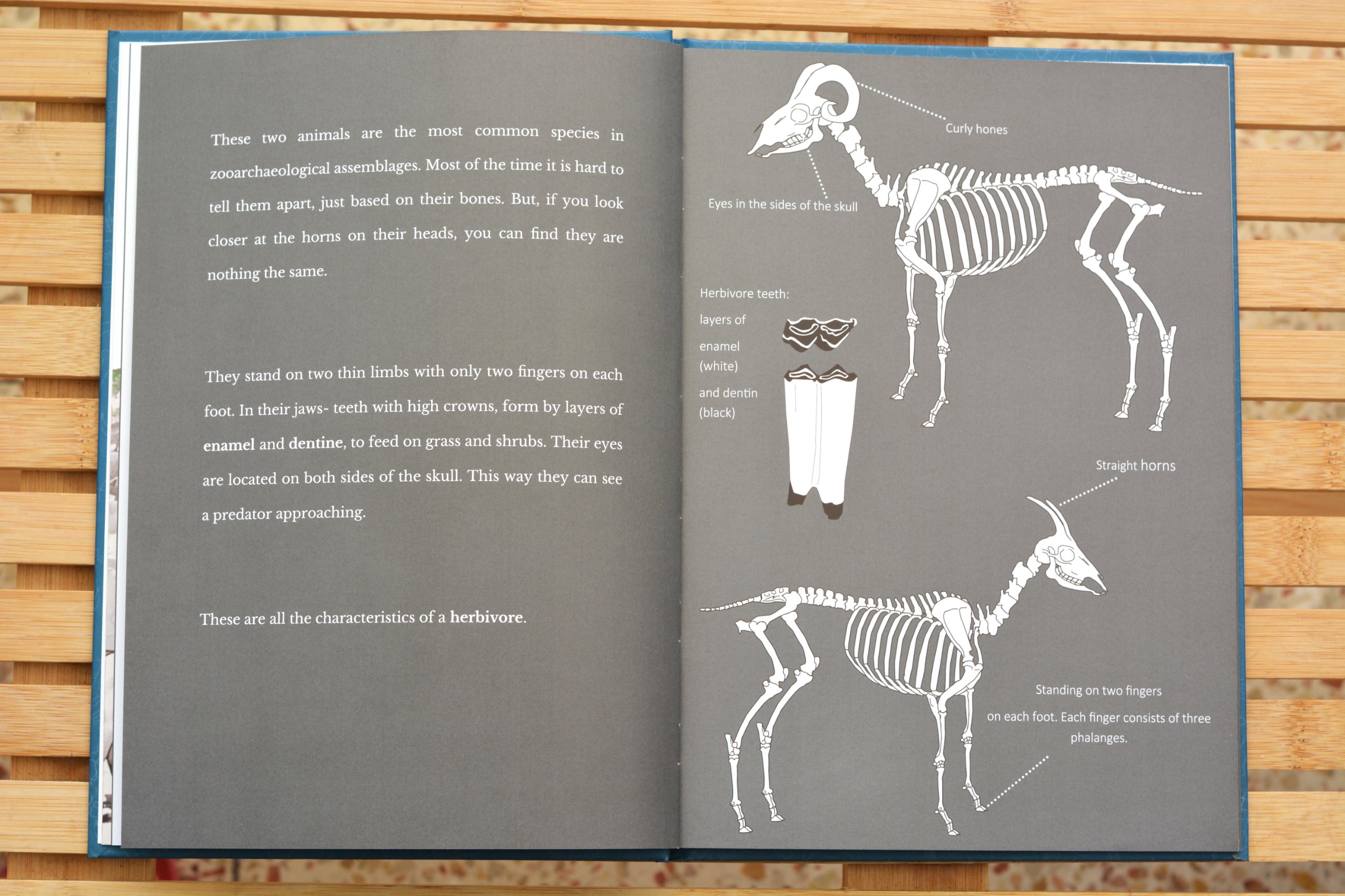 Sheep and goat skeleton diagrams, herbivores