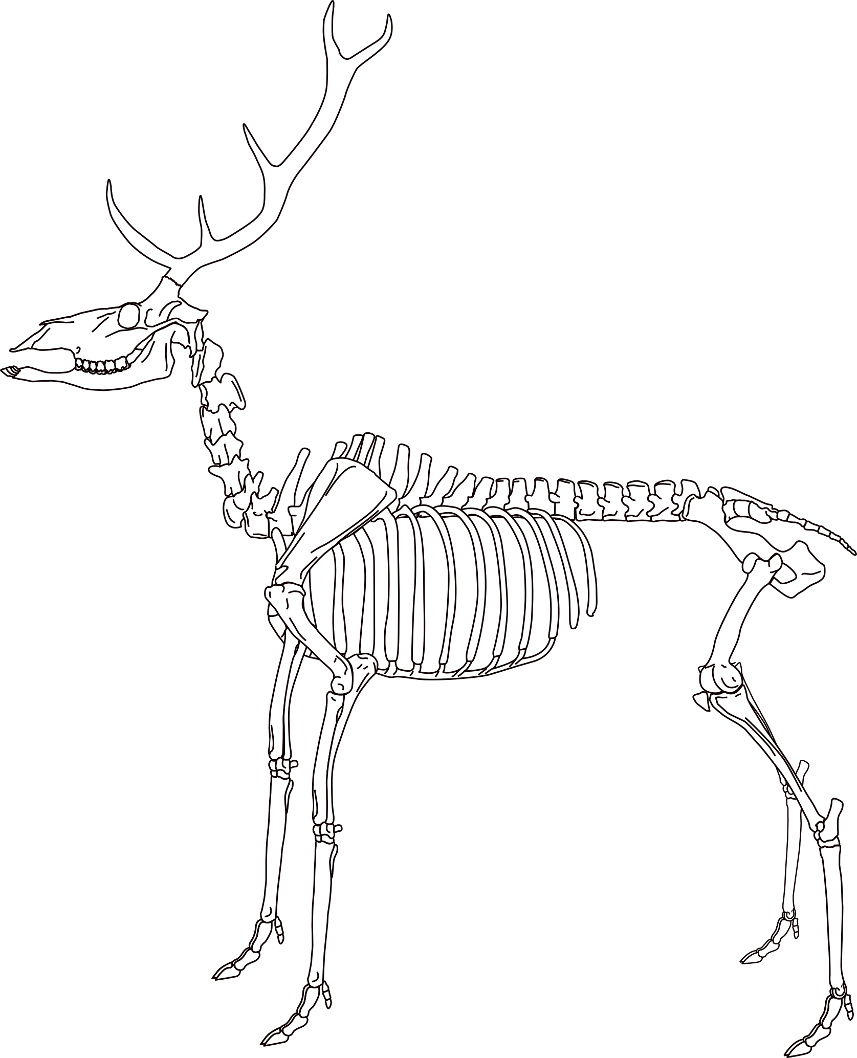 Deer skeleton anatomical illustration